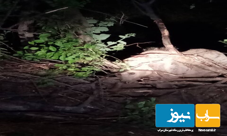 نجات شبانه یک قلاده خرس در شهرستان سراب