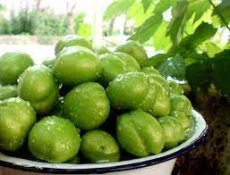 برداشت گوجه سبز از باغات سیستان و بلوچستان