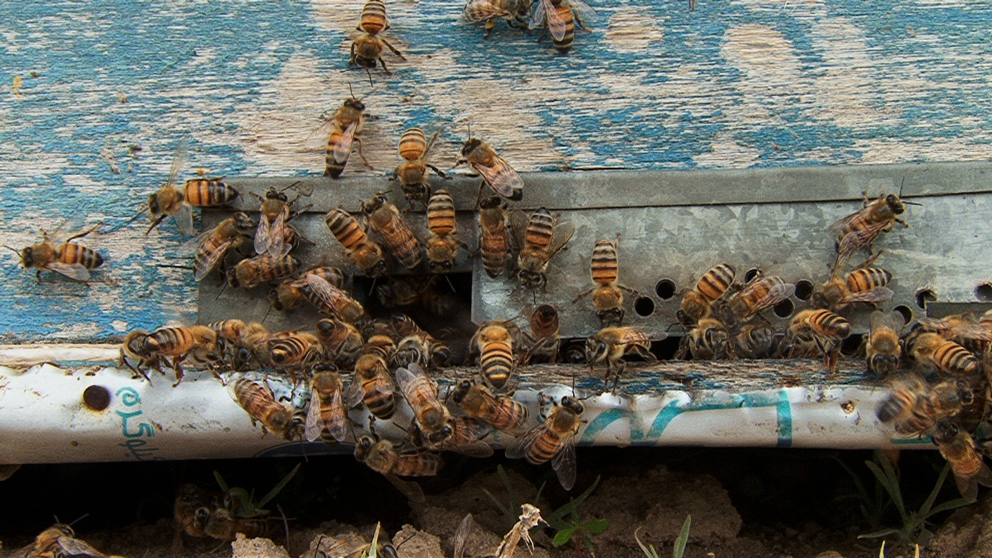 توزیع شکر یارانه ای بین زنبورداران مراغه ای