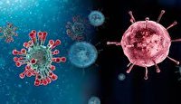 شناسایی نوع جدیدی از ویروس کرونادر شوط+فیلم