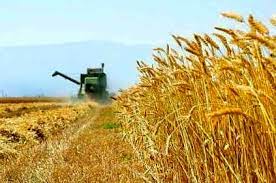 کاهش ۵۰ درصدی تولید گندم در استان بوشهر
