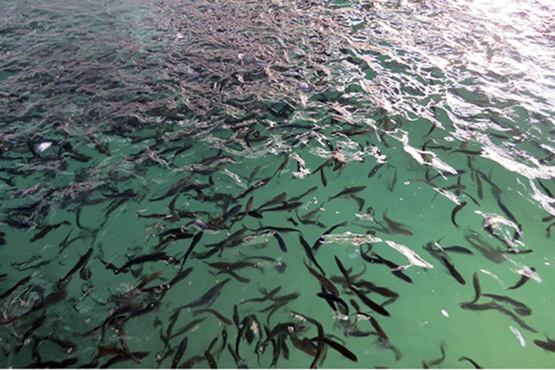 رهاسازی۱۰۰هزار قطعه کپور ماهی در استخر‌های کشاورزی