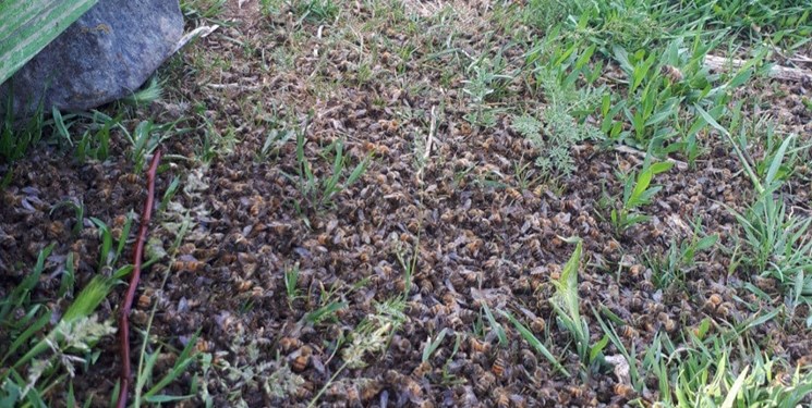 مرگ دسته جمعی زنبوران عسل در سراب