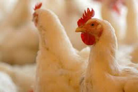 افزایش ظرفیت مرغداری های شهرستان سراب به یک میلیون قطعه