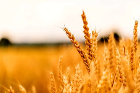 تولید گندم در شهرستان سراب رکورد زد