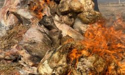 کشف و ضبط و معدوم سازی ۱۲۳۵ کیلوگرم گوشت کشتار غیر مجاز و حمل غیر بهداشتی در شهرستان سراب